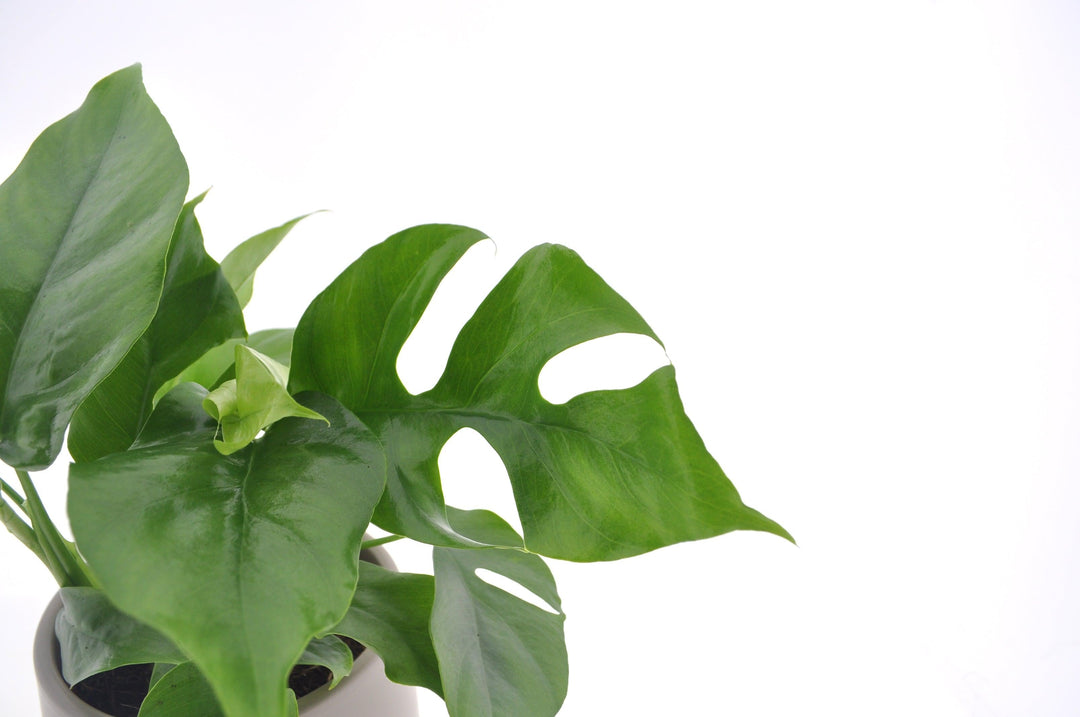 Mini Monstera (Rhaphidophora Tetrasperma Minima) - Nachhaltige Zimmerpflanzen kaufen Botanicly Foto 2