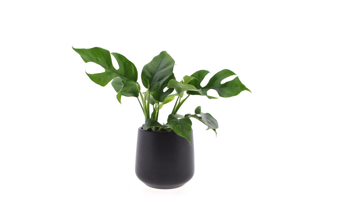 Mini Monstera (Rhaphidophora Tetrasperma Minima) - Nachhaltige Zimmerpflanzen kaufen Botanicly Foto 1