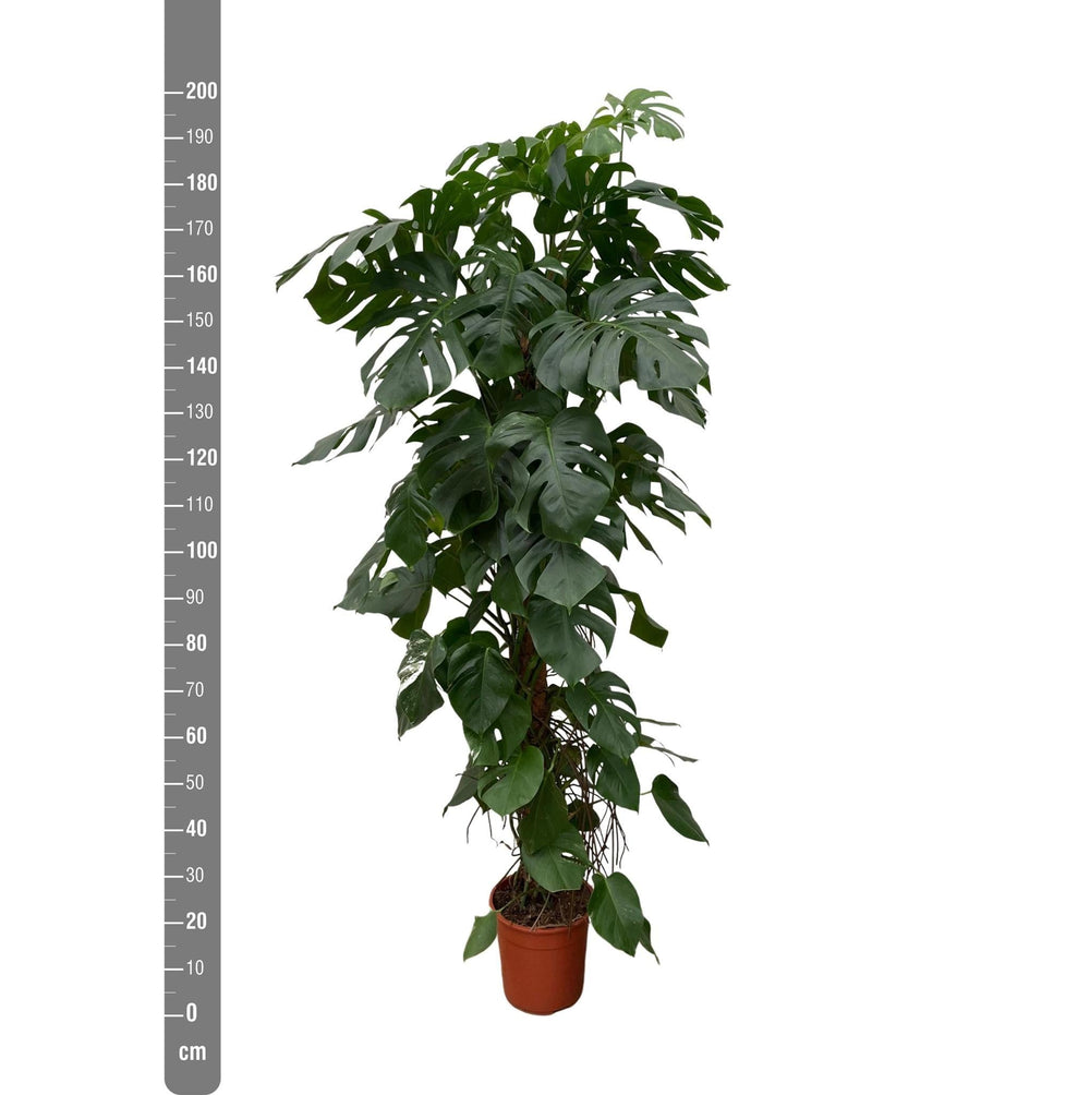 Monstera Deliciosa XXL - 225cm - ⌀35-Plant-Botanicly