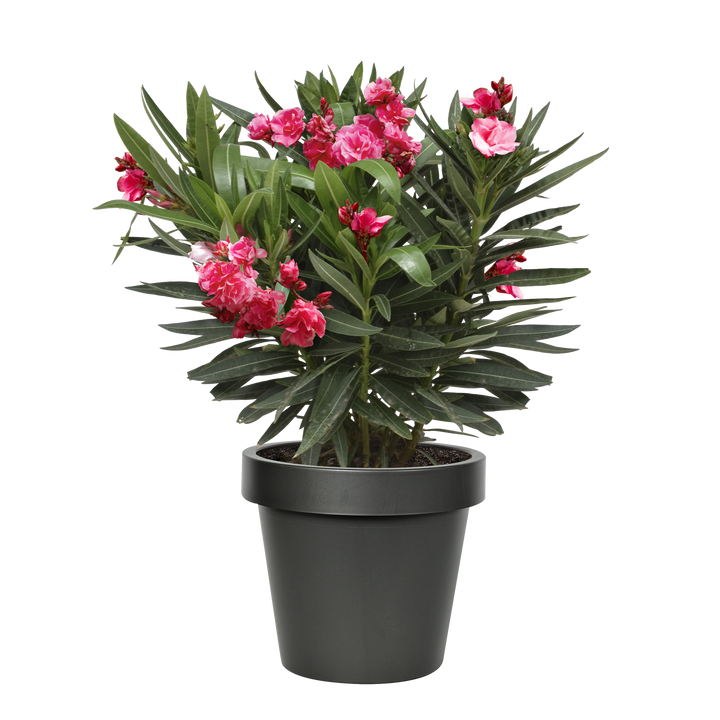 Oleander (Nerium oleander) - Nachhaltige Zimmerpflanzen kaufen Botanicly Foto 4