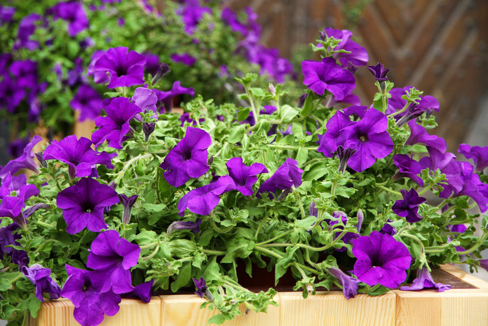 Petunie (Petunia Alpe Tunia Dark Purple Hybride) - Nachhaltige Zimmerpflanzen kaufen Botanicly Foto 2
