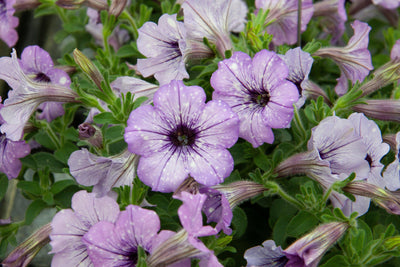 Petunie (Petunia Splash Lavender Sky Hybride) - Nachhaltige Zimmerpflanzen kaufen Botanicly Foto 2