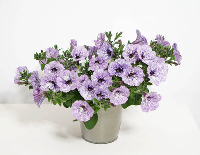 Petunie (Petunia Splash Lavender Sky Hybride) - Nachhaltige Zimmerpflanzen kaufen Botanicly Foto 4