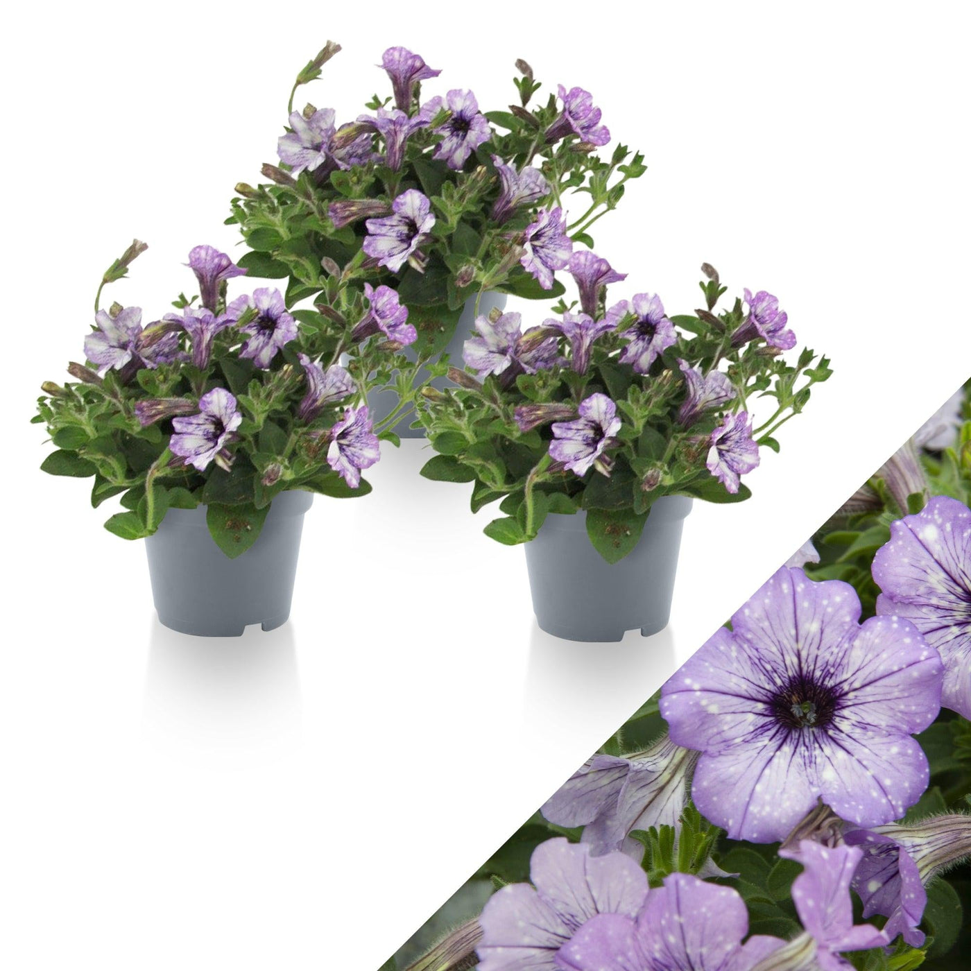 Petunie (Petunia Splash Lavender Sky Hybride) - Nachhaltige Zimmerpflanzen kaufen Botanicly Foto 1