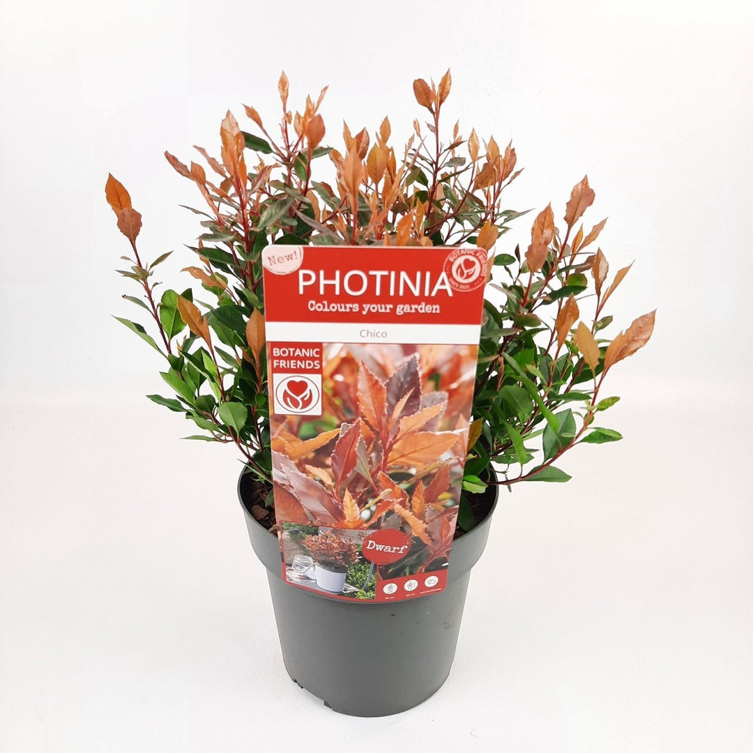 Photinia fras. 'Chico'® - ↨25cm - Ø19cm-Plant-Botanicly