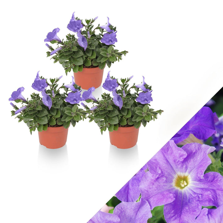 Petunie (Petunia Alpe Tunia Light Blue Hybride) - Nachhaltige Zimmerpflanzen kaufen Botanicly Foto 1