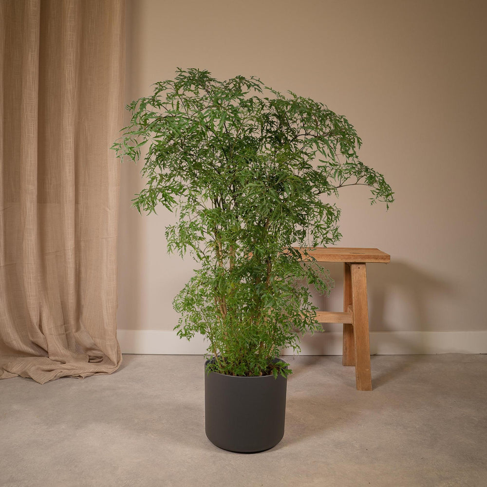 Polyscias Fruticosa - Aralia - 75cm - Ø21-Plant-Botanicly