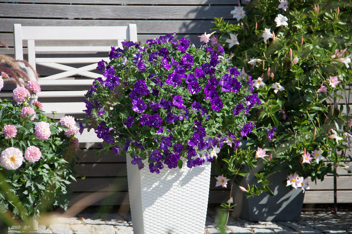 Petunie (Petunia Splash Night Sky Hybride) - Nachhaltige Zimmerpflanzen kaufen Botanicly Foto 3
