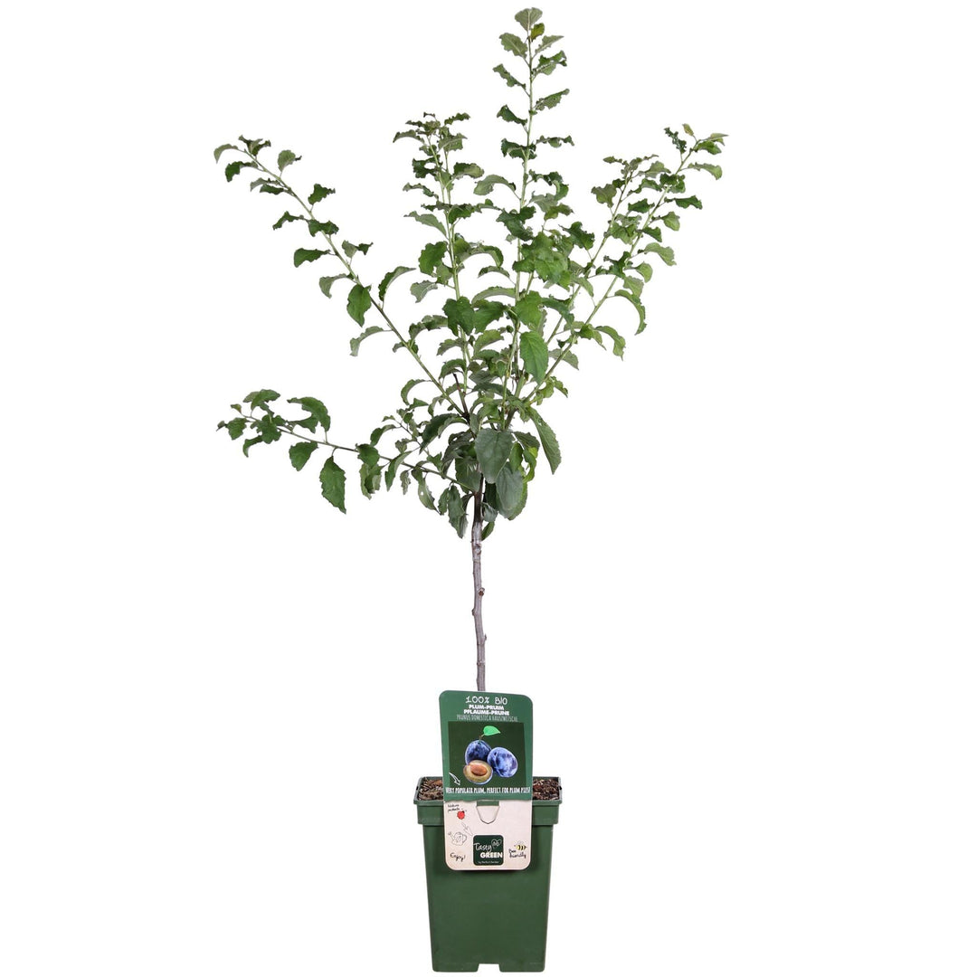 Prunus domestica 'Hauszwetsche' - ↨100cm - Ø23-Plant-Botanicly