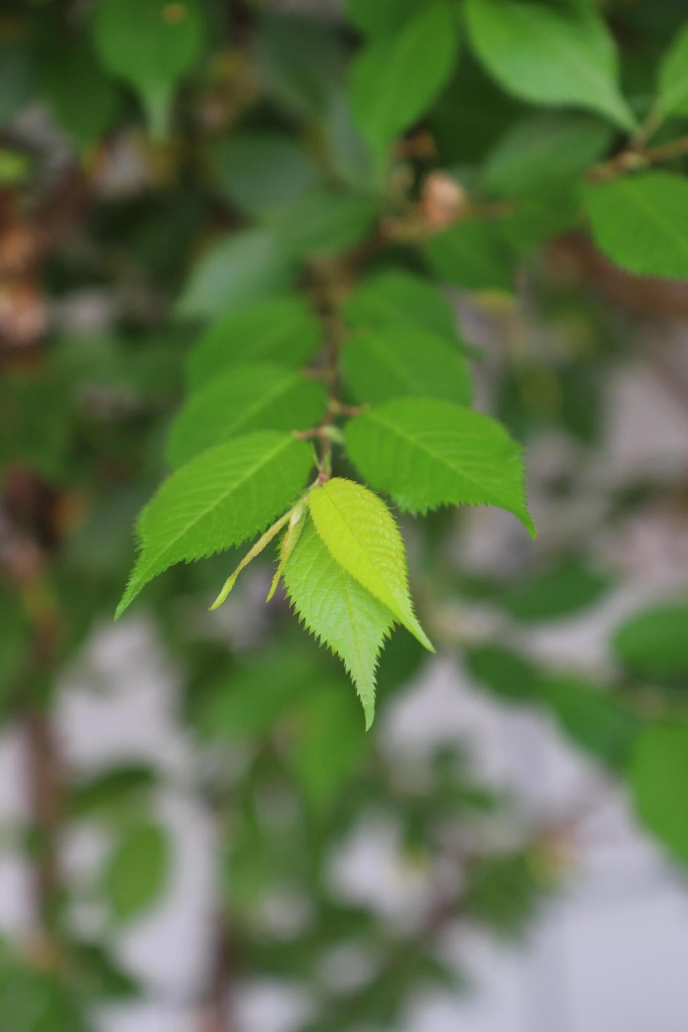 Prunus subh. 'Autumnalis Rosea' - ↨180cm - 3 stuks-Plant-Botanicly