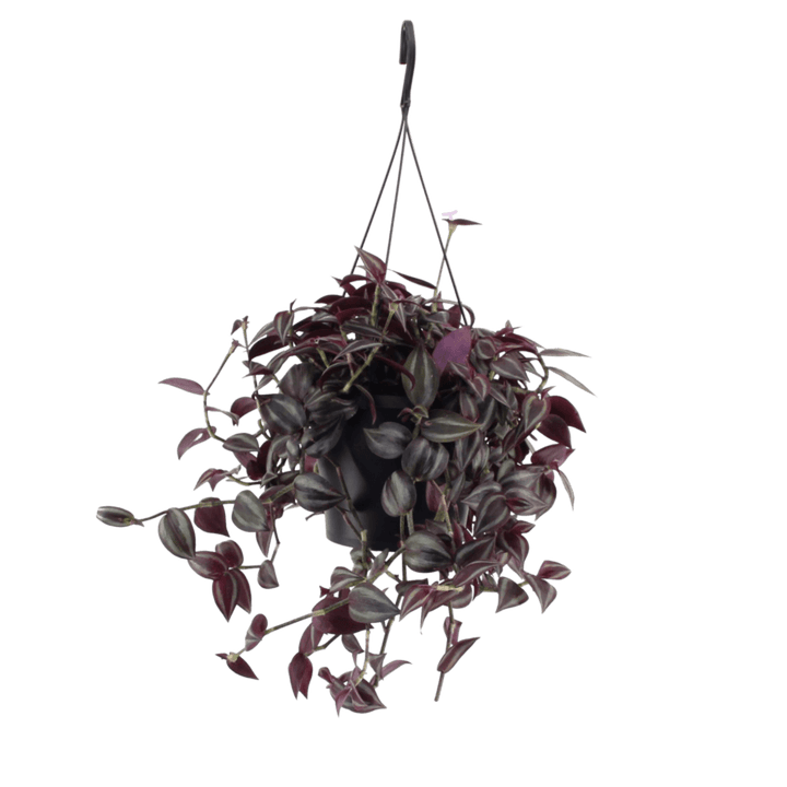 Red Bastard (Tradescantia Jewel Red Vaderplant in hangpot) - Nachhaltige Zimmerpflanzen kaufen Botanicly Foto 1