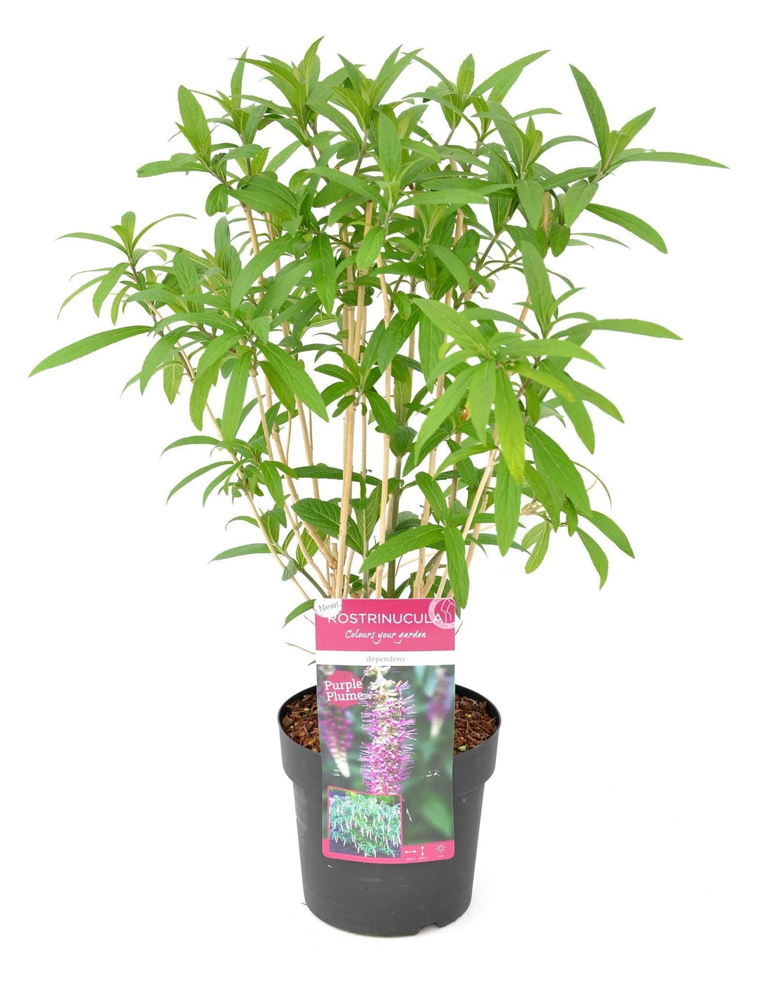 Rostrinucula dependens - ↨50cm - Ø19cm-Plant-Botanicly