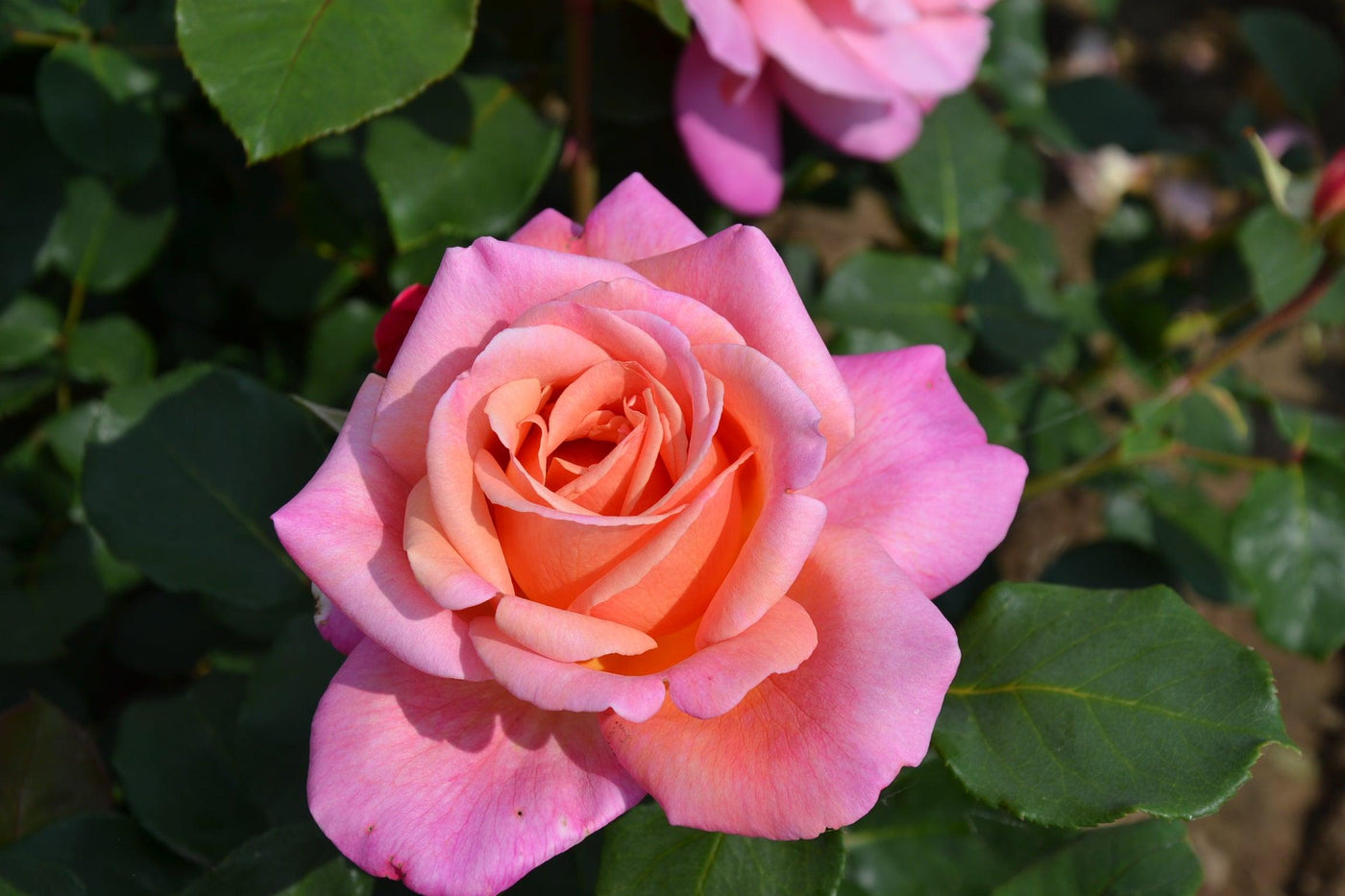 Rose (Rosa Myveta Tea Hybride) - Nachhaltige Zimmerpflanzen kaufen Botanicly Foto 3