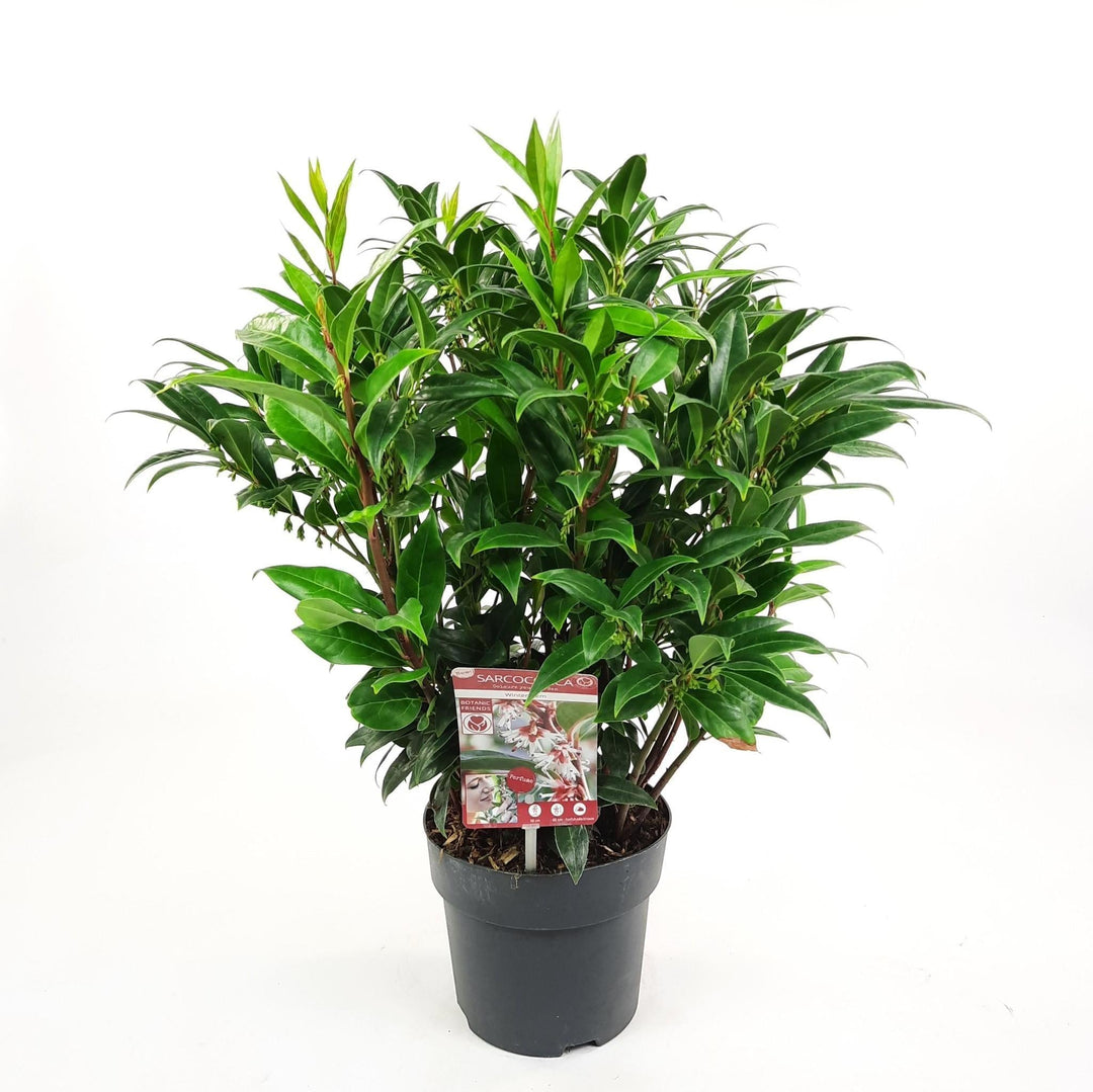 Sarcococca h. 'Winter Gem'® - ↨25cm - Ø19cm-Plant-Botanicly