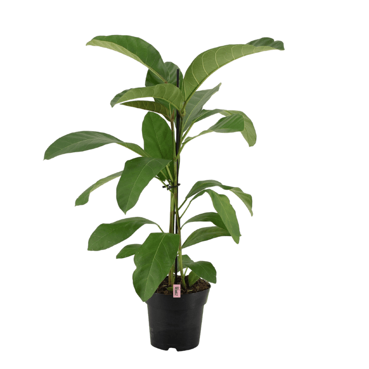 Soft Rebel (Ficus benghalensis Roy) - Nachhaltige Zimmerpflanzen kaufen Botanicly Foto 1