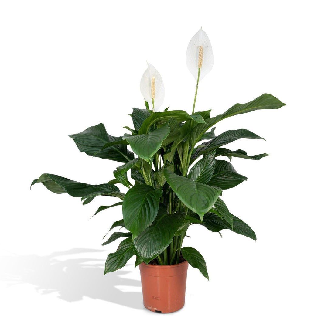 Spathiphyllum - 80cm - ø19-Plant-Botanicly