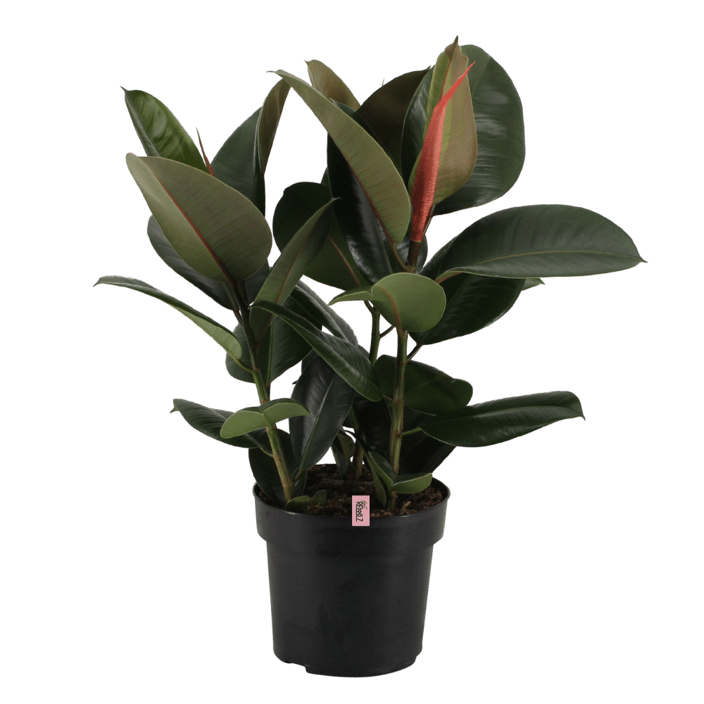 Sturdy Rebel (Ficus elastica Robusta) - Nachhaltige Zimmerpflanzen kaufen Botanicly Foto 1