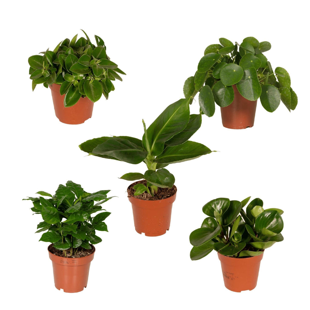 Überraschungsbox - 5 verschiedene Zimmerpflanzen - 10-25 cm - ø12-Plant-Botanicly
