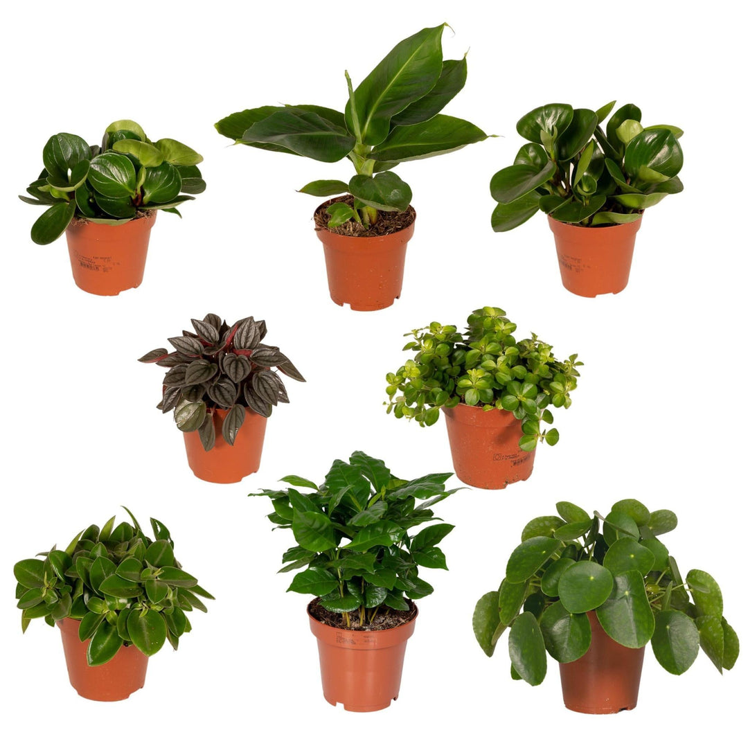 Überraschungsbox 8 verschiedene Zimmerpflanzen - 10-25 cm - ø12-Plant-Botanicly