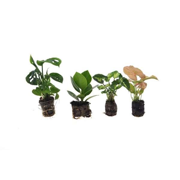 Überraschungsbox mit 4 Babypflanzen-Botanicly