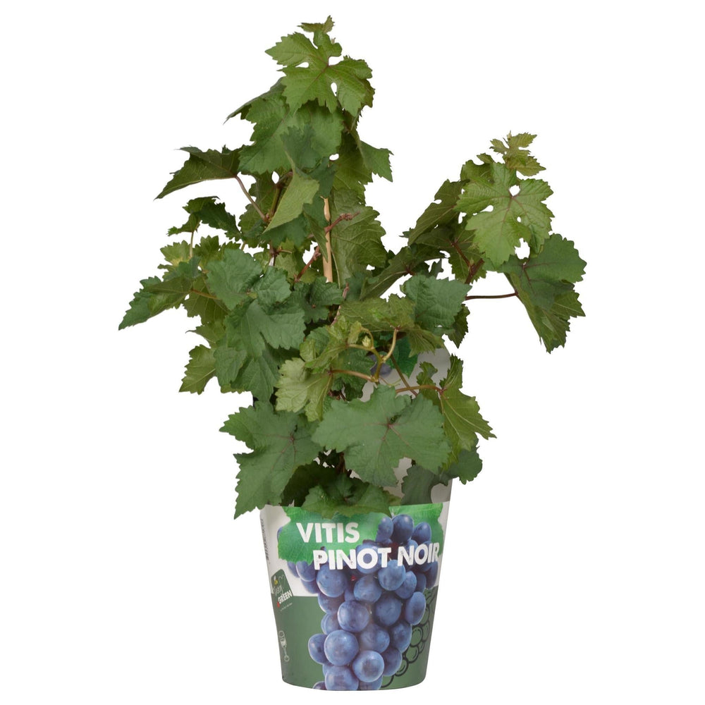 Vitis Pixie 'Pinot Noir' - ↨30cm - Ø14-Plant-Botanicly