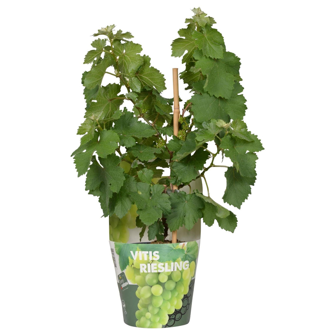 Vitis Pixie 'Riesling' - ↨30cm - Ø14-Plant-Botanicly