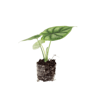 Wicked Weirdo Kid (Alocasia Dragon Scale stekje ) - Nachhaltige Zimmerpflanzen kaufen Botanicly Foto 1