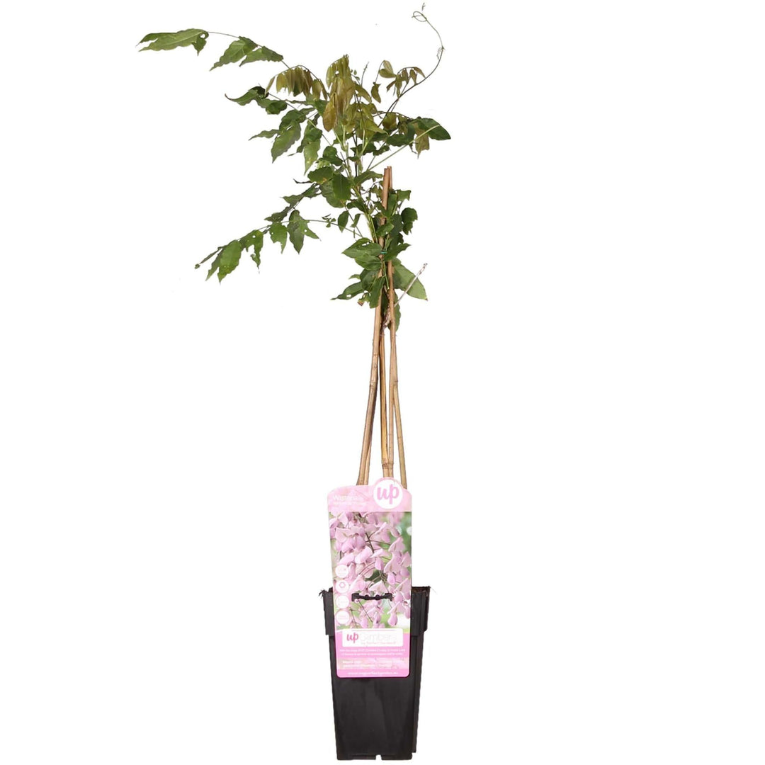 Wisteria floribunda 'Rosea' - ↨65cm - Ø15-Plant-Botanicly