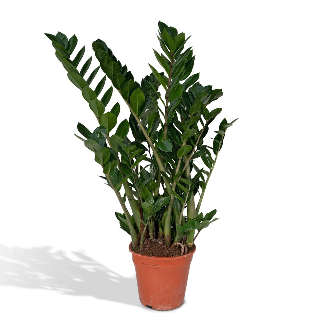 Zamioculcas Zamiifolia - Smaragdpalme - 80cm - Ø21-Plant-Botanicly