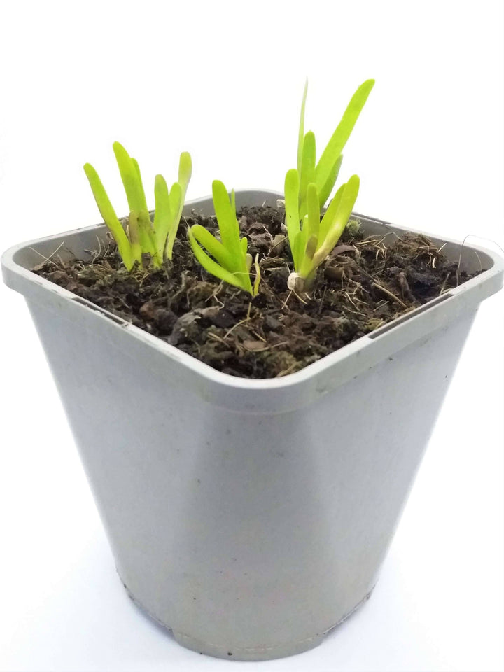 jap allium senescens ausdauernder lauch kaufen Foto-3