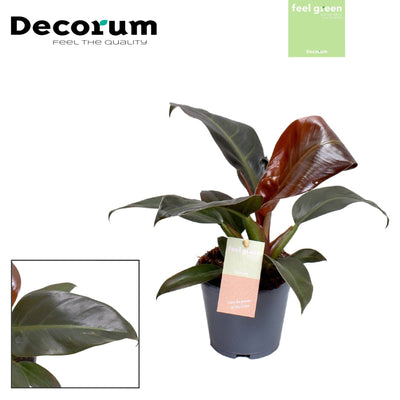 Baumfreund (Philodendron Imperial Red) - Nachhaltige Zimmerpflanzen kaufen Botanicly Foto 4