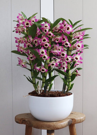 Bambusorchidee Rosa Gelb (Dendrobium Nobile Akatsuki) - Nachhaltige Zimmerpflanzen kaufen Botanicly Foto 4