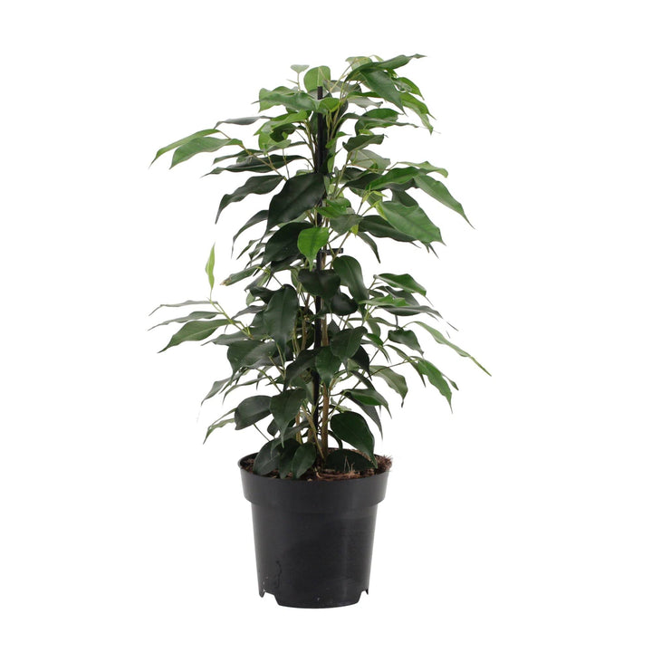 Birkenfeige (Ficus benjamina Danielle) - Nachhaltige Zimmerpflanzen kaufen Botanicly Foto 2