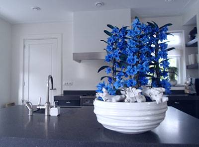 Bambusorchidee Blau Gefärbt (Dendrobium Nobile Royal Blue) - Nachhaltige Zimmerpflanzen kaufen Botanicly Foto 4