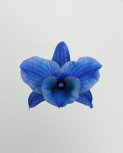 Benita die Bambusorchidee Blau Gefärbt-Topfpflanzen-Botanicly