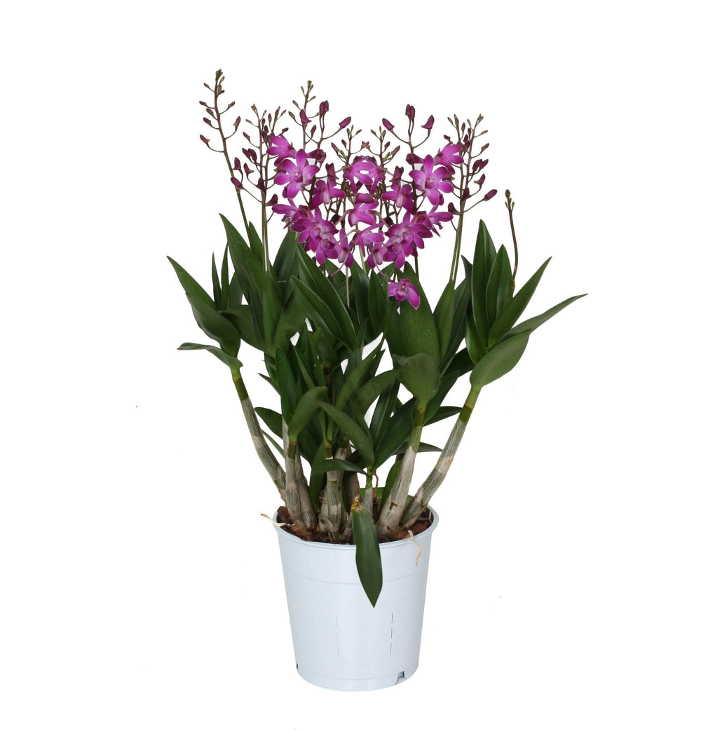 Bambus Orchidee (Dendrobium Berry Oda) - Nachhaltige Zimmerpflanzen kaufen Botanicly Foto 2