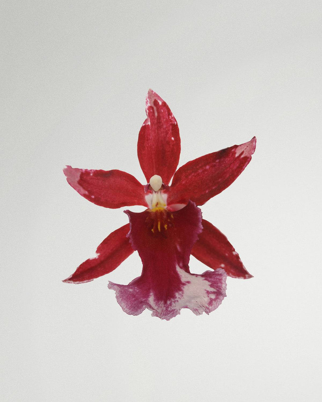 Carola die Cambria-Orchidee-Topfpflanzen-Botanicly
