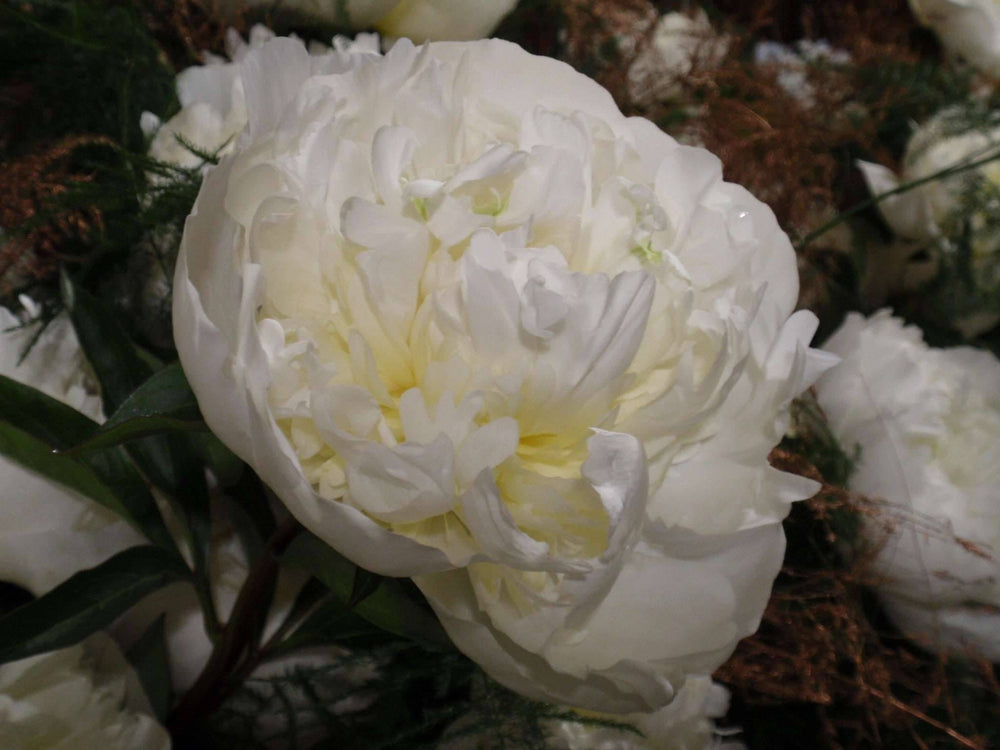 jap paeonia duchesse de nemours lactiflora edel pfingstrose kaufen Foto-2