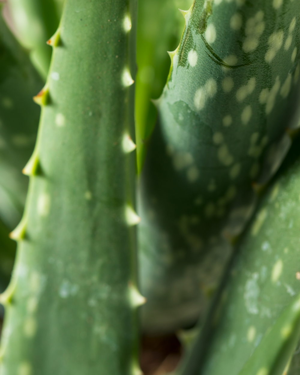 Elio die Echte Aloe-FALSE-Botanicly