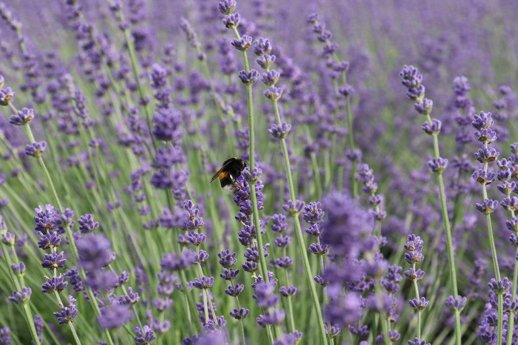 Emrah der Echte Lavendel - 3 Pflanzen-Topfpflanzen-Botanicly