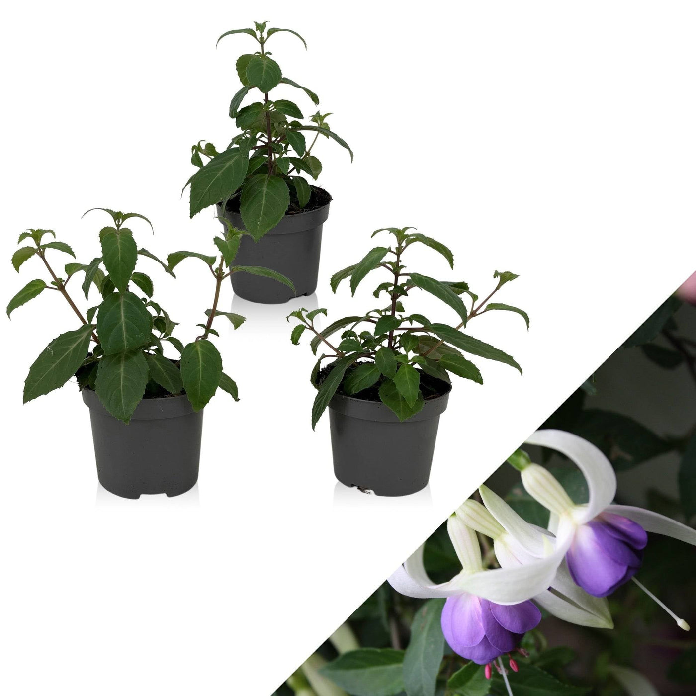 Fuchsie (Fuchsia Delta Sarah) - Nachhaltige Zimmerpflanzen kaufen Botanicly Foto 1
