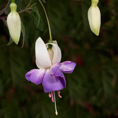 Fuchsie (Fuchsia Delta Sarah) - Nachhaltige Zimmerpflanzen kaufen Botanicly Foto 4