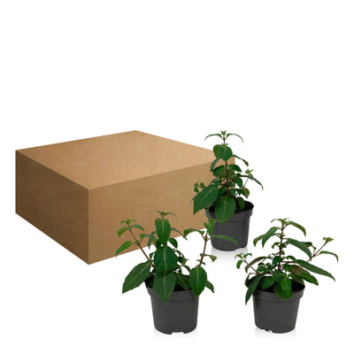 Fuchsie (Fuchsia Delta Sarah) - Nachhaltige Zimmerpflanzen kaufen Botanicly Foto 9