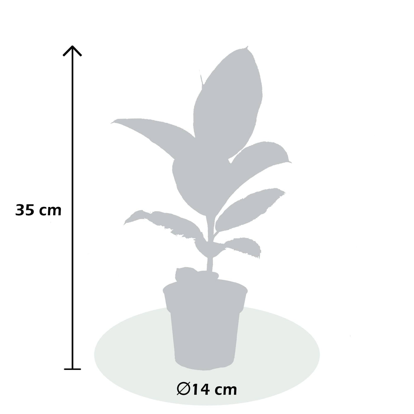 Gummibaum (Ficus Elastica Tineke) - Nachhaltige Zimmerpflanzen kaufen Botanicly Foto 3