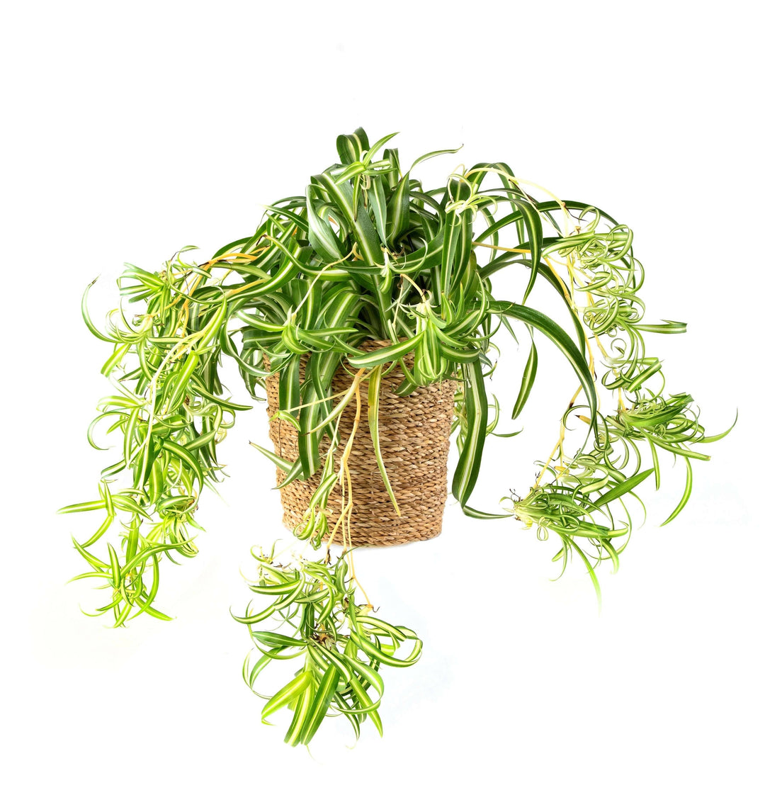 jap chlorophytum comosum bonnie graslilie kaufen Foto-10