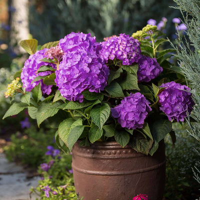 p hydrangea summer love® purple macrophylla hortensie kaufen Foto-4