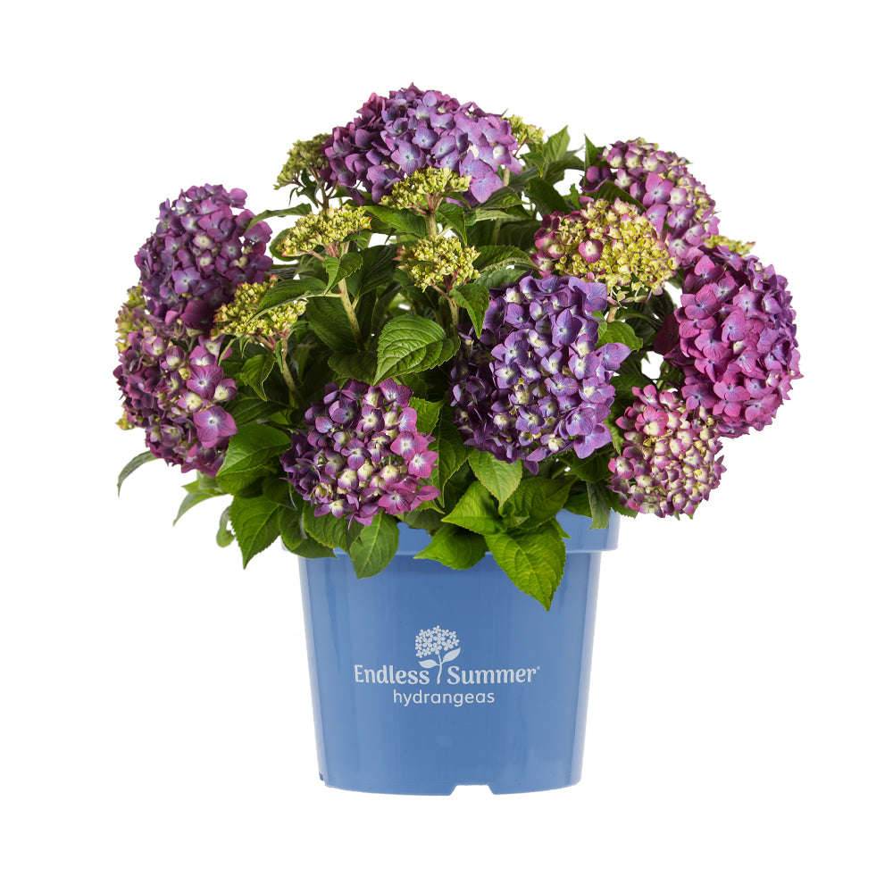 p hydrangea summer love® purple macrophylla hortensie kaufen Foto-1