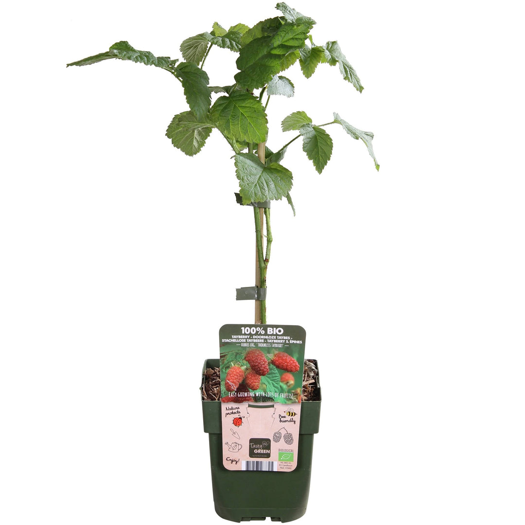 Himbeere  (Rubus Tayberry) - Nachhaltige Zimmerpflanzen kaufen Botanicly Foto 1