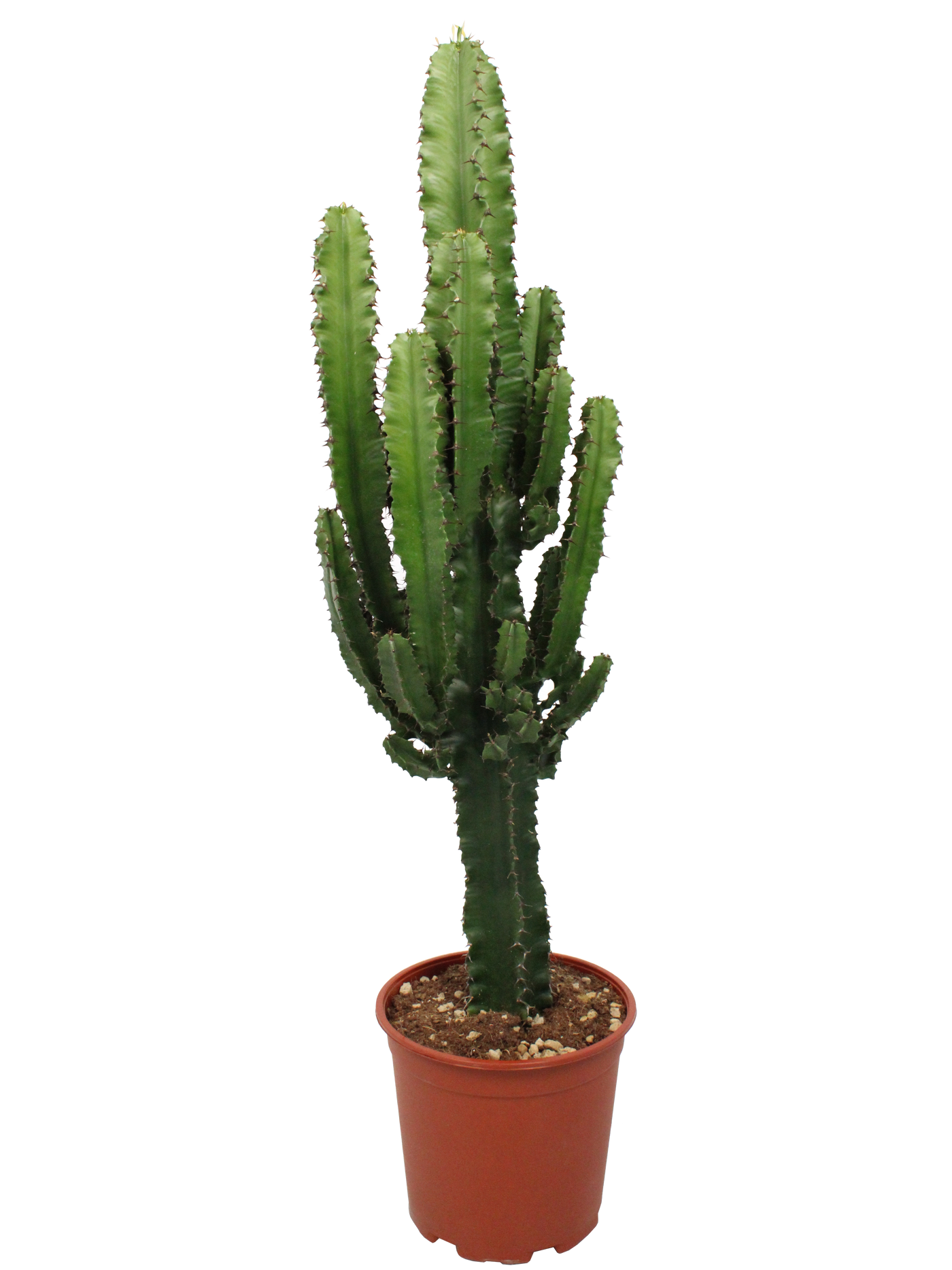 Kaktus-Wolfsmilch (Euphorbia ingens) - Nachhaltige Zimmerpflanzen kaufen Botanicly Foto 1