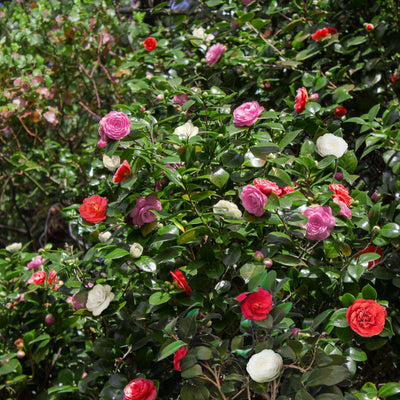 jap camellia lady campbell bonomiana brushfield japonica kamelie kaufen Foto-1